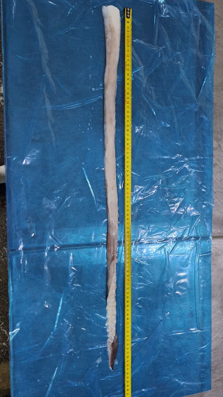 무라 > 장족 > 60CM UP 4