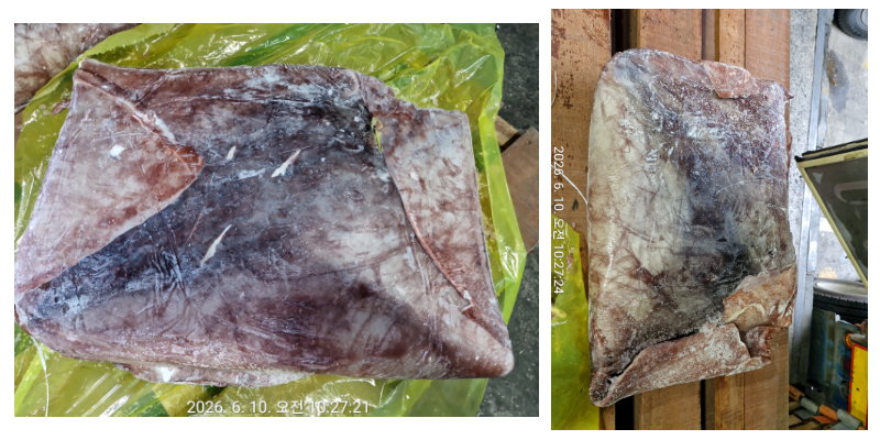 무라 > 귀 > 2KG UP 1
