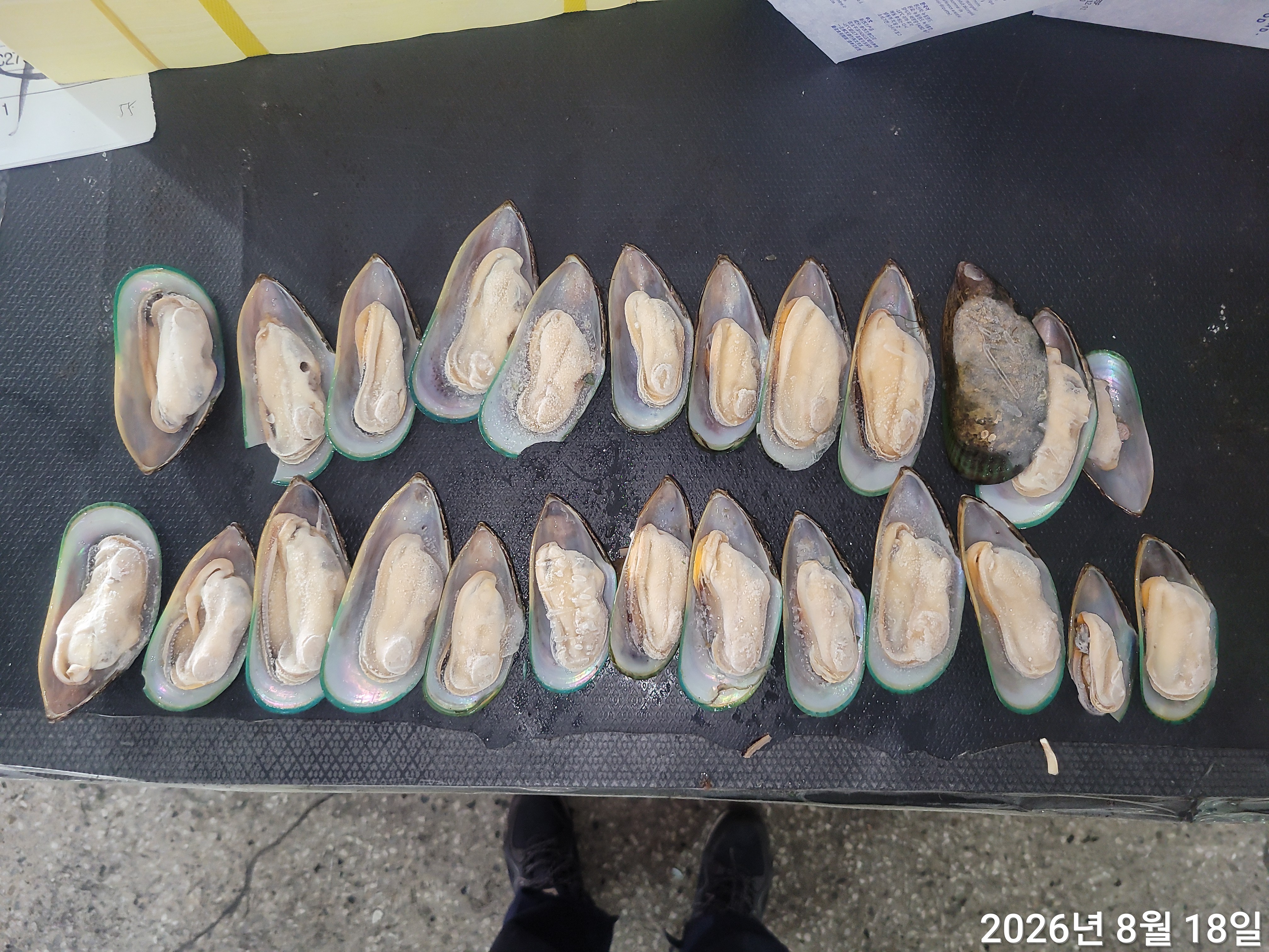그린홍합 > 반탈각 > M 30/45 미/KG 7