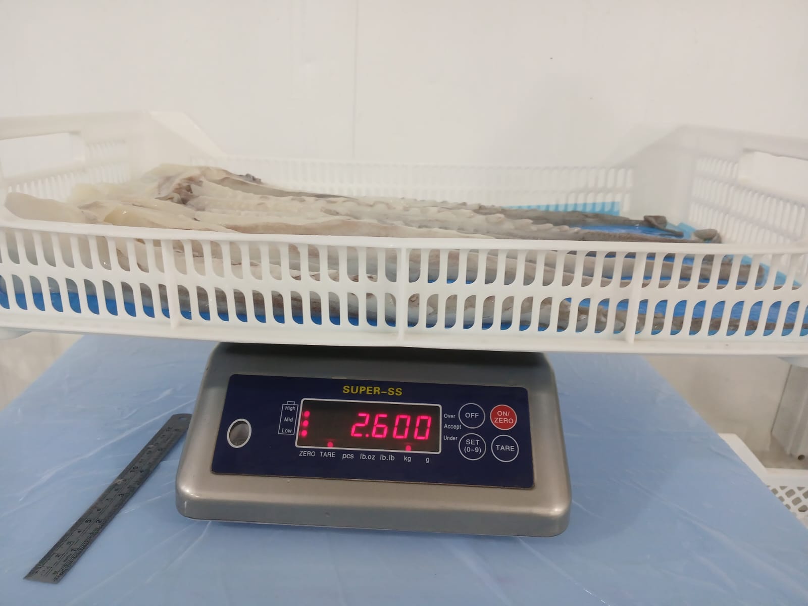 무라 > 단족 > 팔족 1KG UP 7
