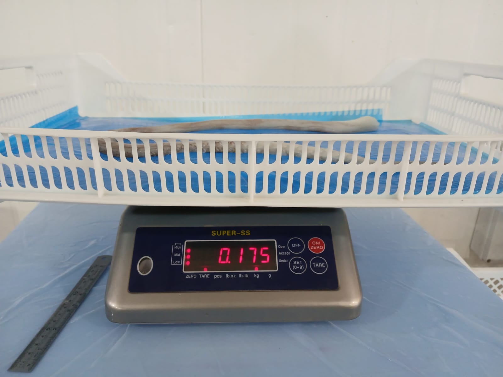 무라 > 장족 > 60CM UP 8