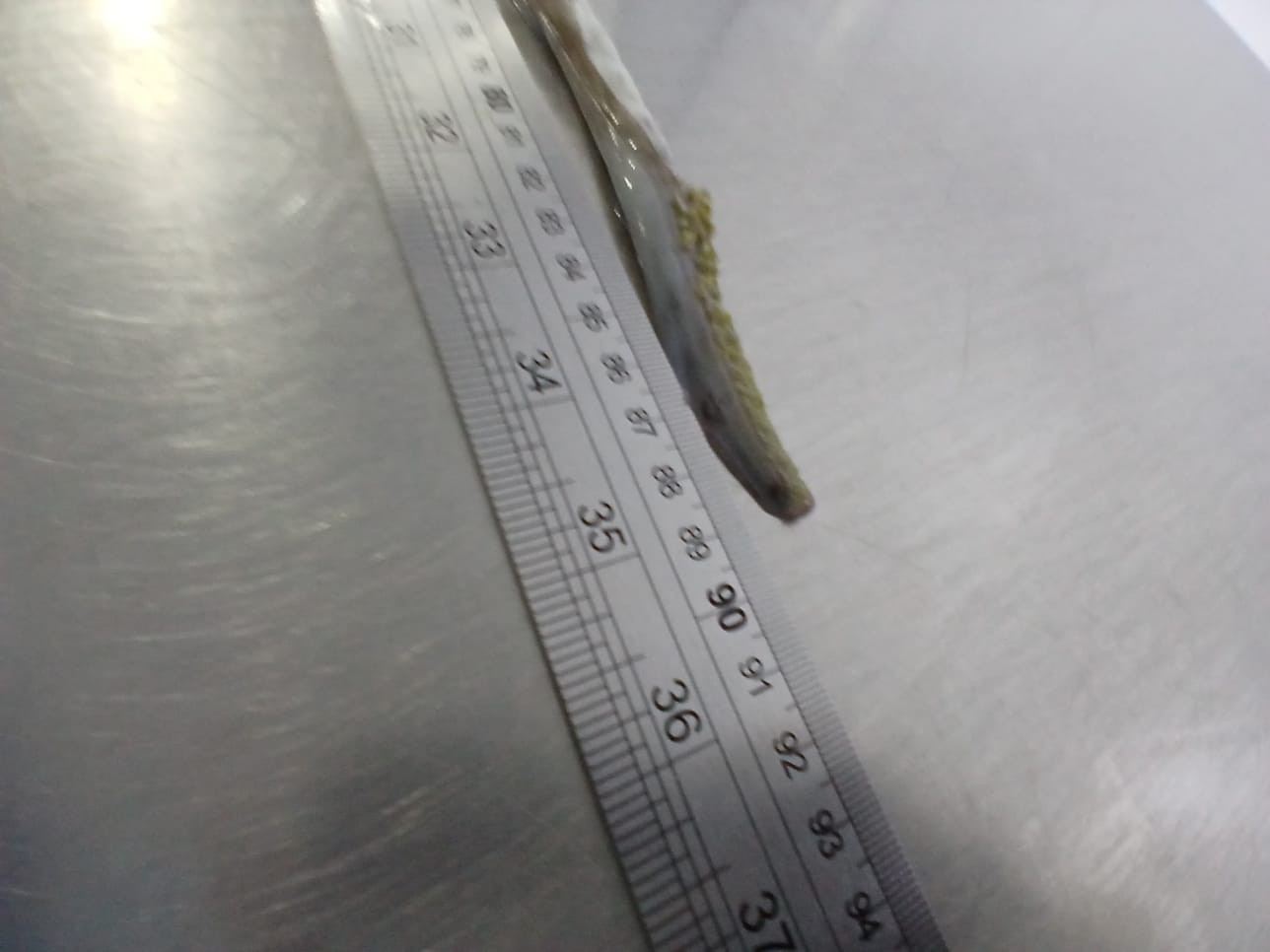 무라 > 장족 > 60CM UP 5