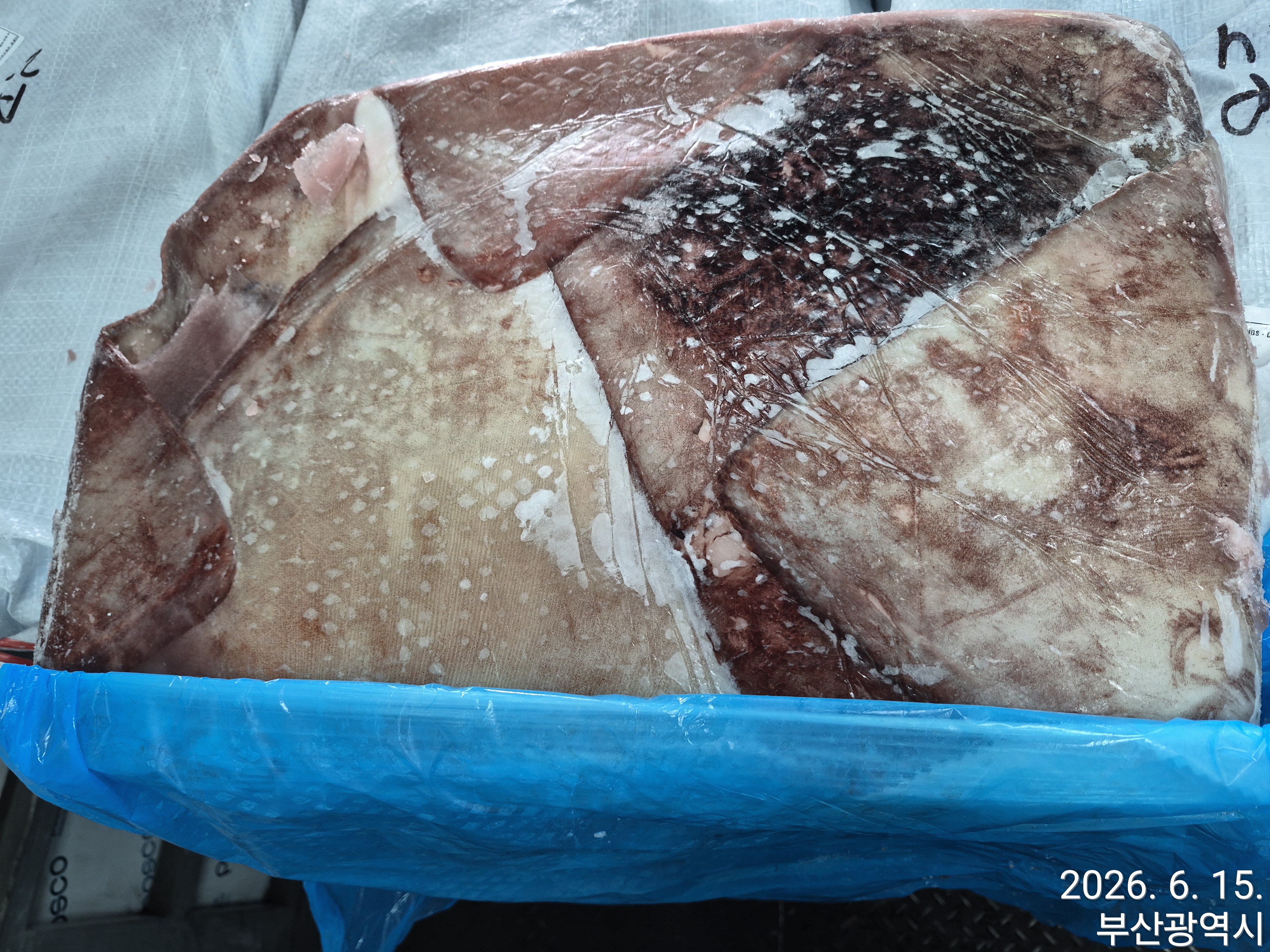 무라 > 귀 > 1KG UP 4